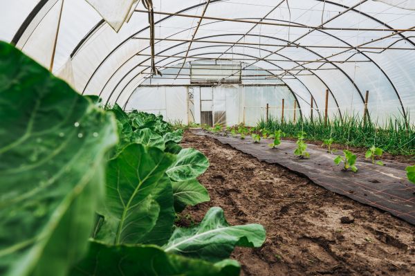 Greenhouse Demolition in Bainbridge Island